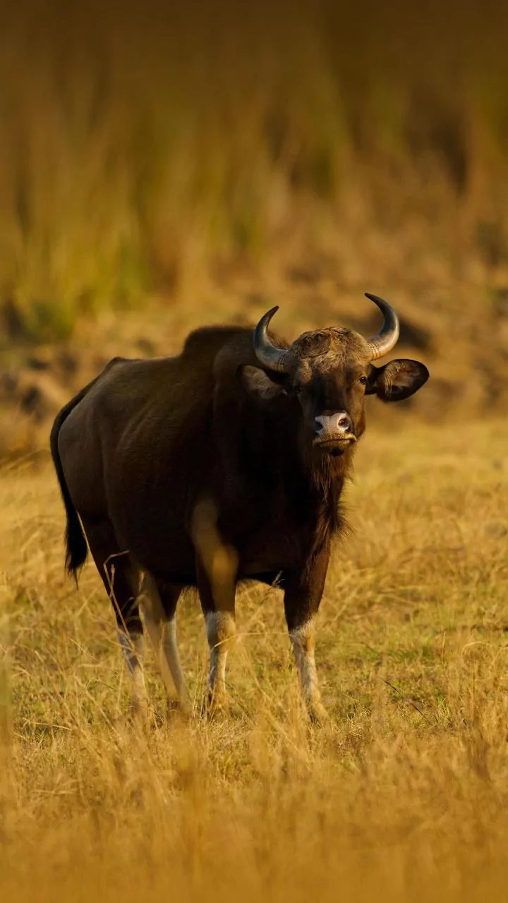 MP News: 27 Bison To Be Shifted To Bandhavgarh From Satpura