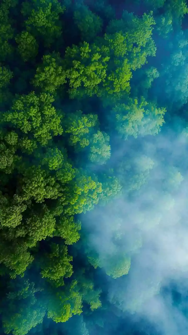India's Forest Views Look Better From Above