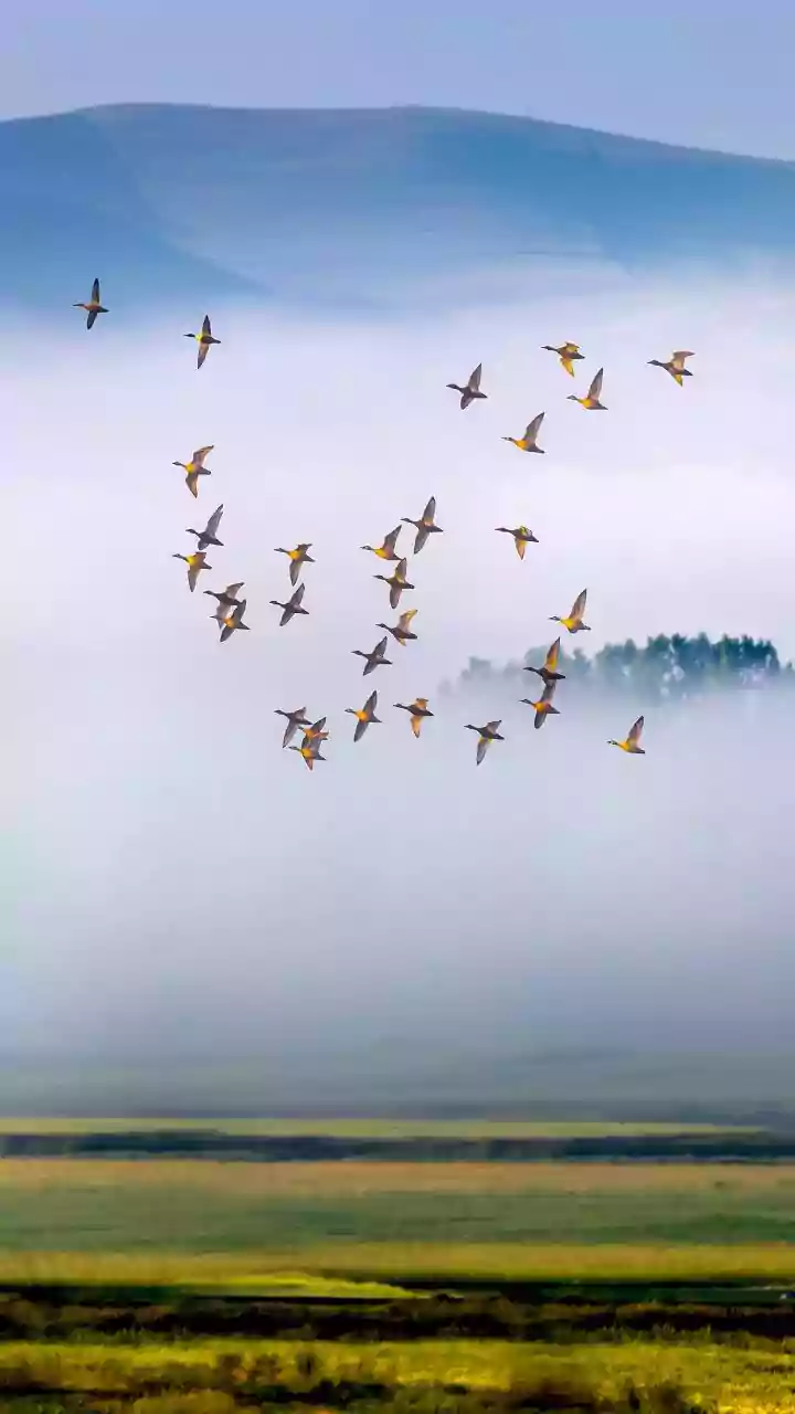 How climate change is affecting bird migration