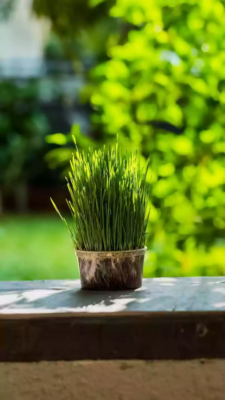 Monsoon Balcony Micro-Gardens Can Turn Small Spaces into Edible Plots