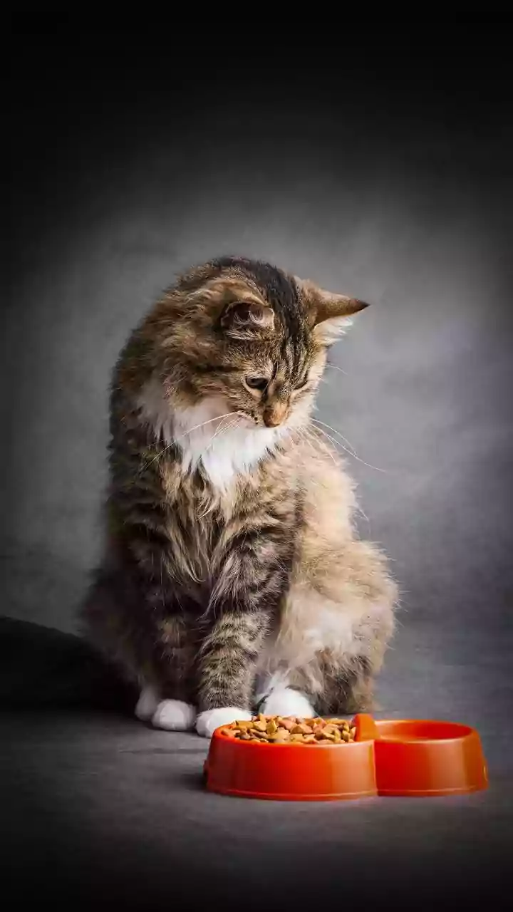 Keep Pet Feeding Equipment Separate from Human Food-Prep Items