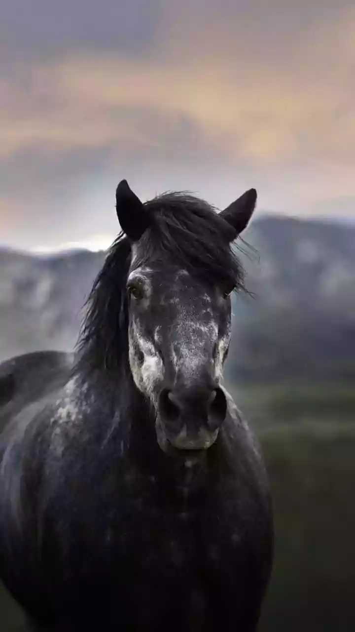 Dark Horse: o que significa o título do filme sobre Jair Bolsonaro