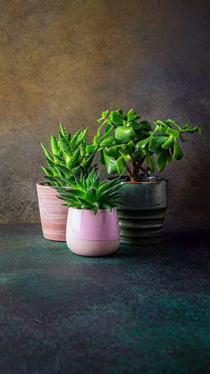 Indoor Greenery That Loves India's July Weather