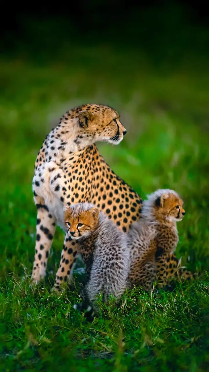 Kuno welcomes 4 cheetah cubs raising India's total to 56