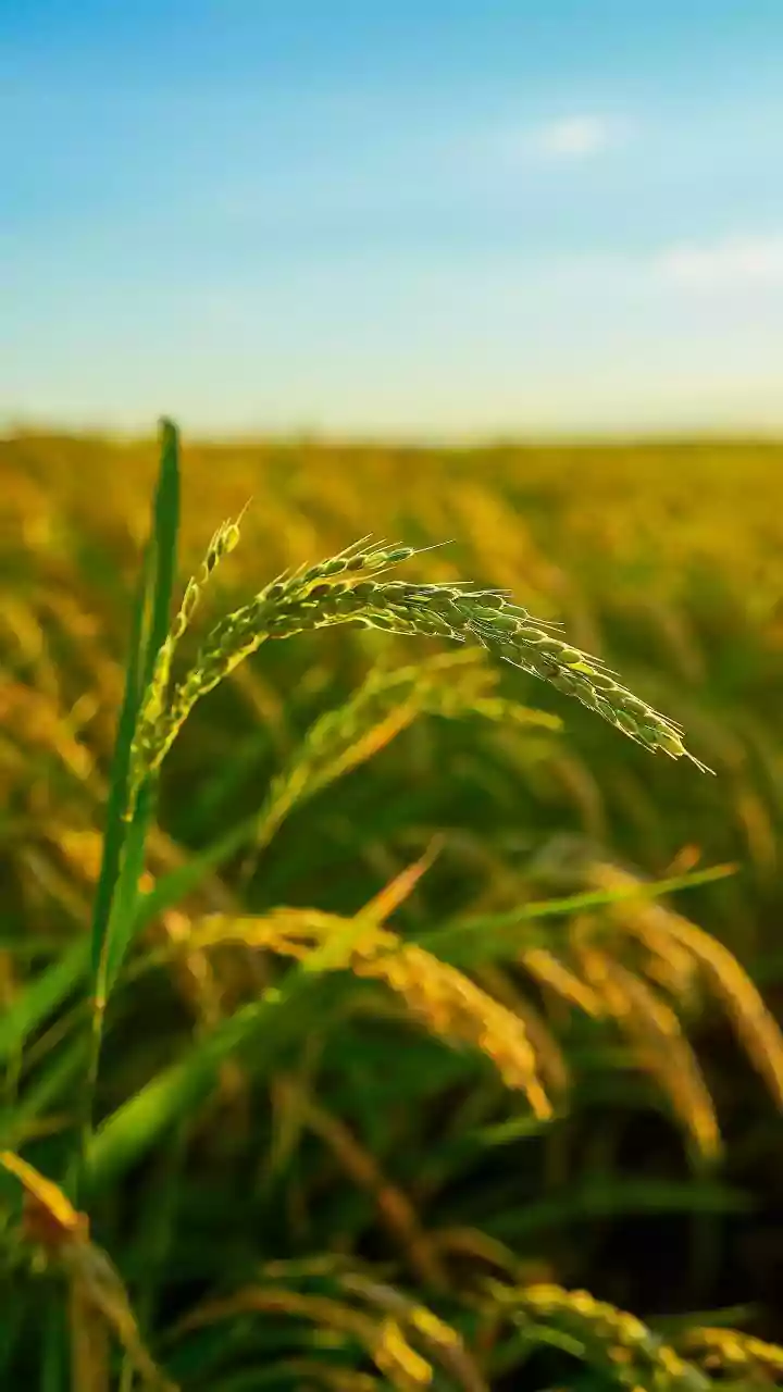 How Weather Impacts Paddy Harvesting in India