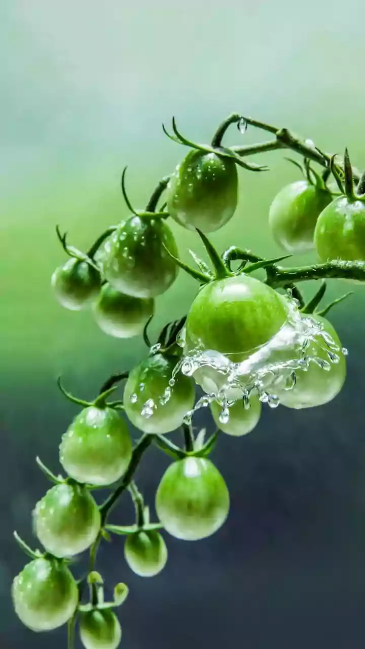 Monsoon Gardening Starts With These Easy Crops