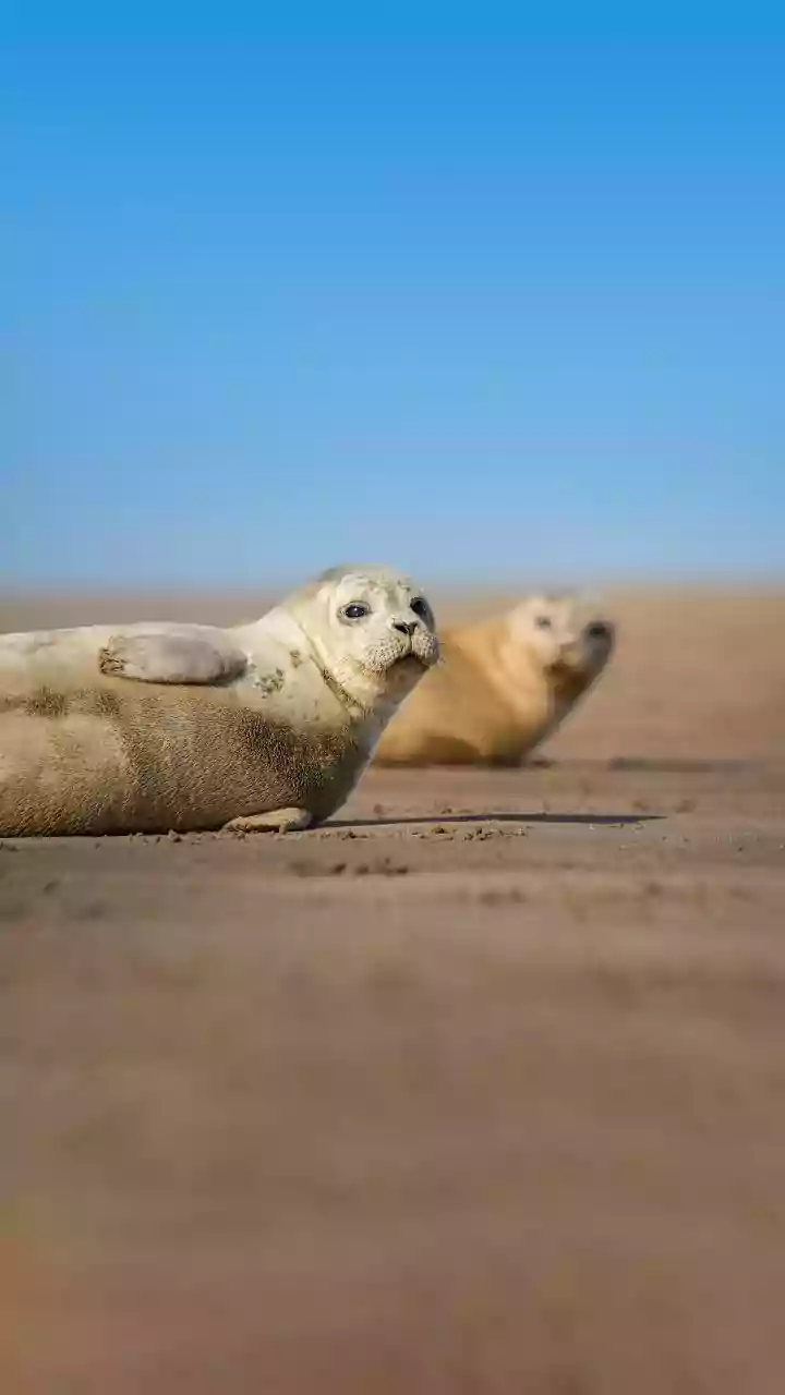 Swim with seals at Namibia's Sandwich Harbour