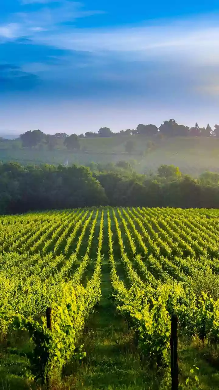 Sonoma Wine Country: Your Unforgettable Guide