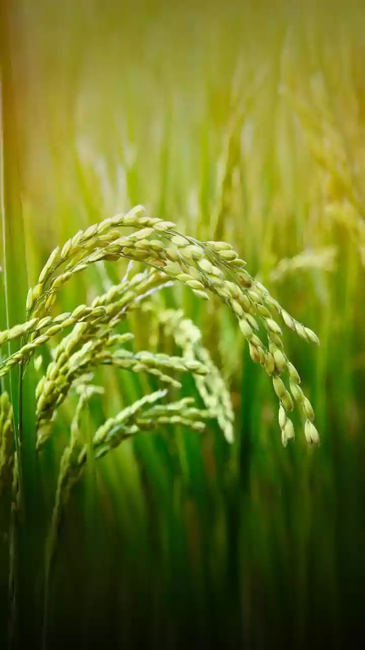 Hidden 'Good Fats' in Green Rice Unveiled: A Nutritional Revolution?