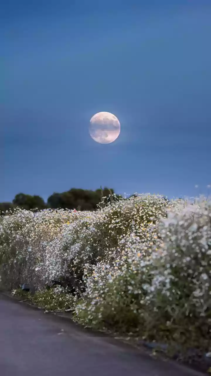 Flower Moon 2026: Unlock Your Manifestation Potential Based on Your Birth Date