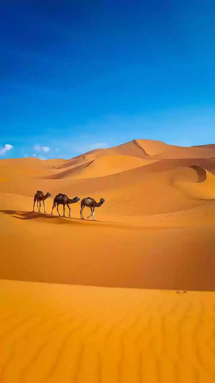 How to explore the Namib Desert on camelback