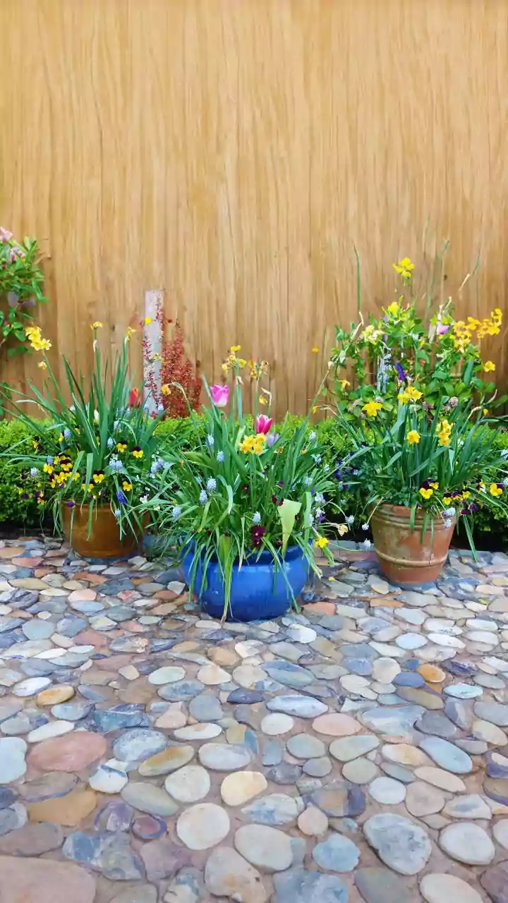 The August Sowing Window: Home Gardeners Need Local Rainfall before Planting Seeds in August