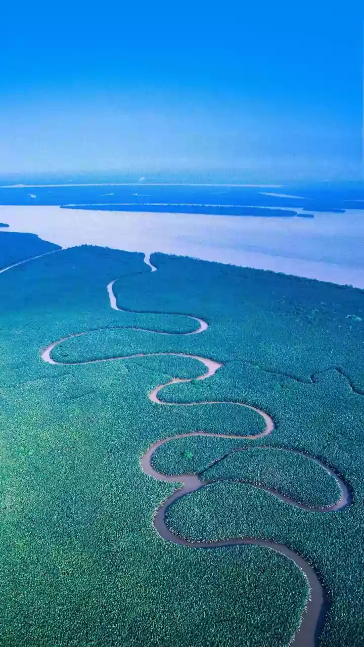 How Real-Time Telemetry Data Helps Preserve Sundarbans Mangroves Against Ocean Intrusion