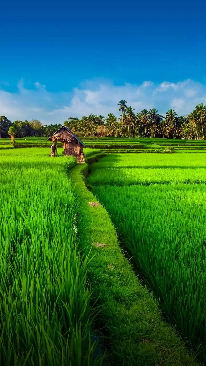 Farmers in Akola get Rs 3 to Rs 21 compensation under govt crop insurance scheme; call it 'mockery'