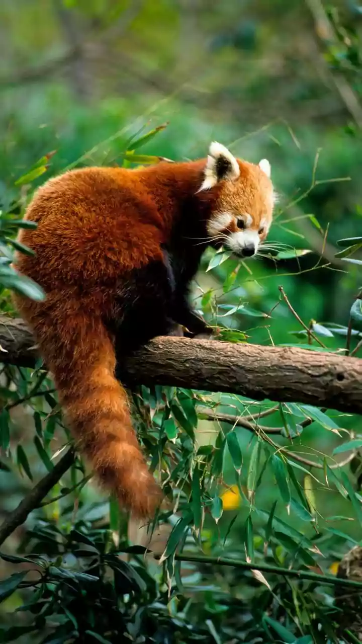 5 Tail-Wagging Animals with Amazing Tails!