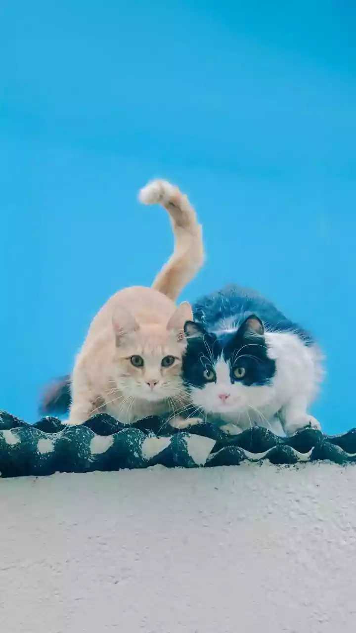 The Feline Choice: How Cats Independently Partnered with Humanity