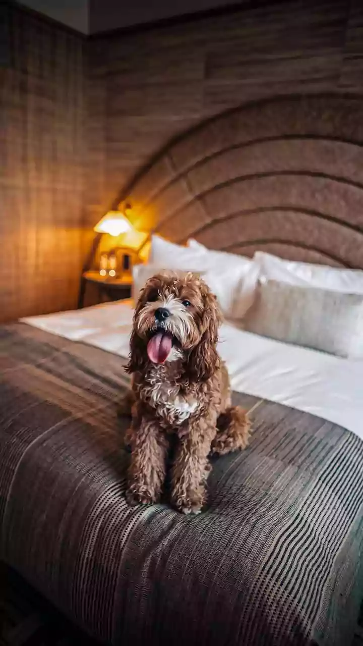 Pet-Friendly Hotels Should Explain Charges And Restrictions Before Booking Confirmation