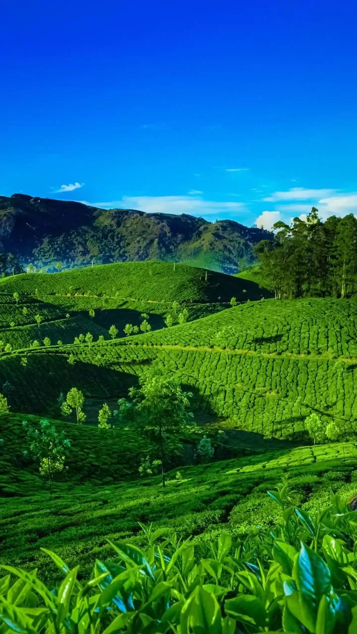 Nilgiri Tea Brings Floral And Fruity Notes From Tamil Nadu's Hills