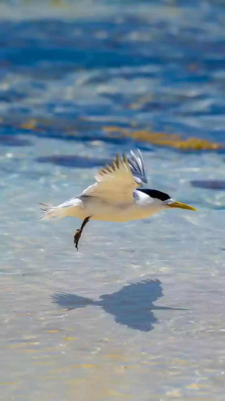 The World's Migratory Birds Are Facing a Broad Conservation Setback