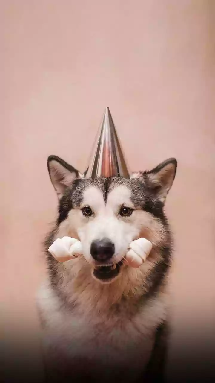 Adoção responsável de pets fortalece vínculos e a saúde mental