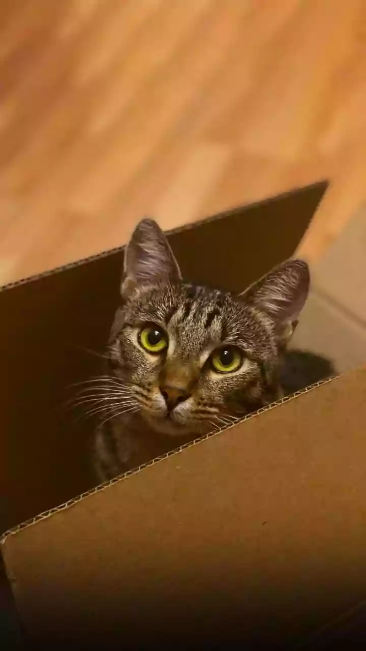 Feline Ingenuity: A Cat's Remarkable Door-Opening Feat Amuses and Astounds