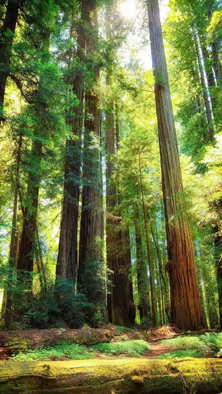 California's National Parks: A Traveler's Guide