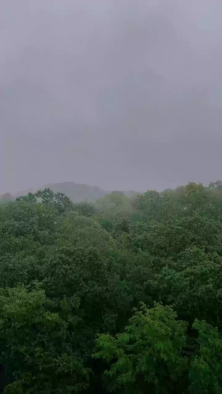 Orange Alert Issued for Bhind, Datia, and Sagar in Madhya Pradesh Amid Heavy Rain Forecast