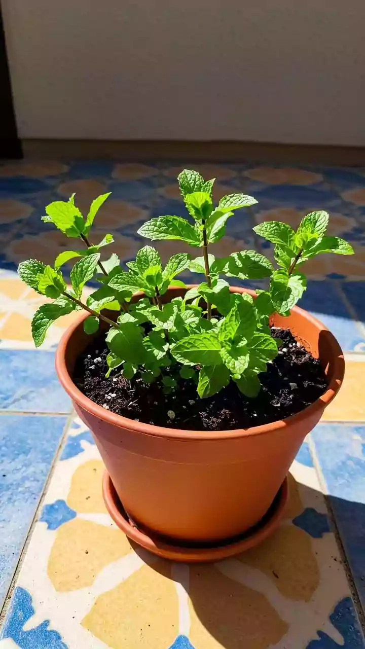 Grow Mint Abundantly from Kitchen Scraps: Your Balcony Garden's Secret Weapon
