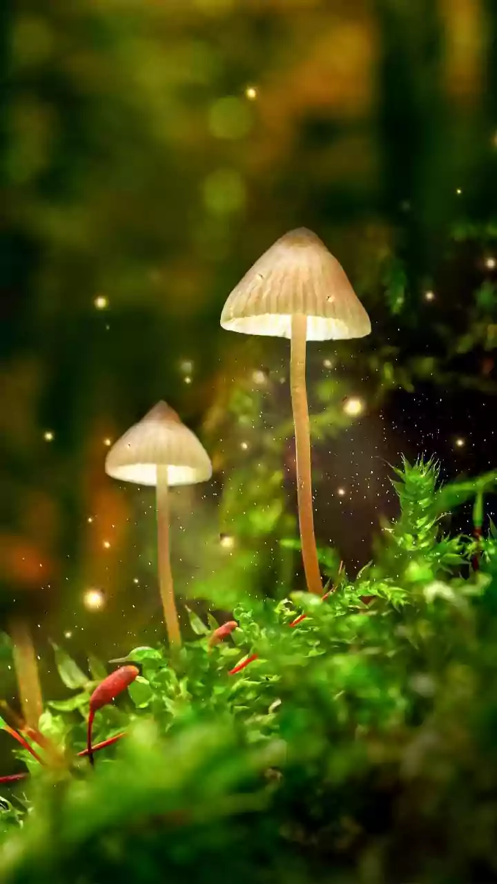 Monsoon Mushrooms: The Difference Between Edible And Unknown Varieties