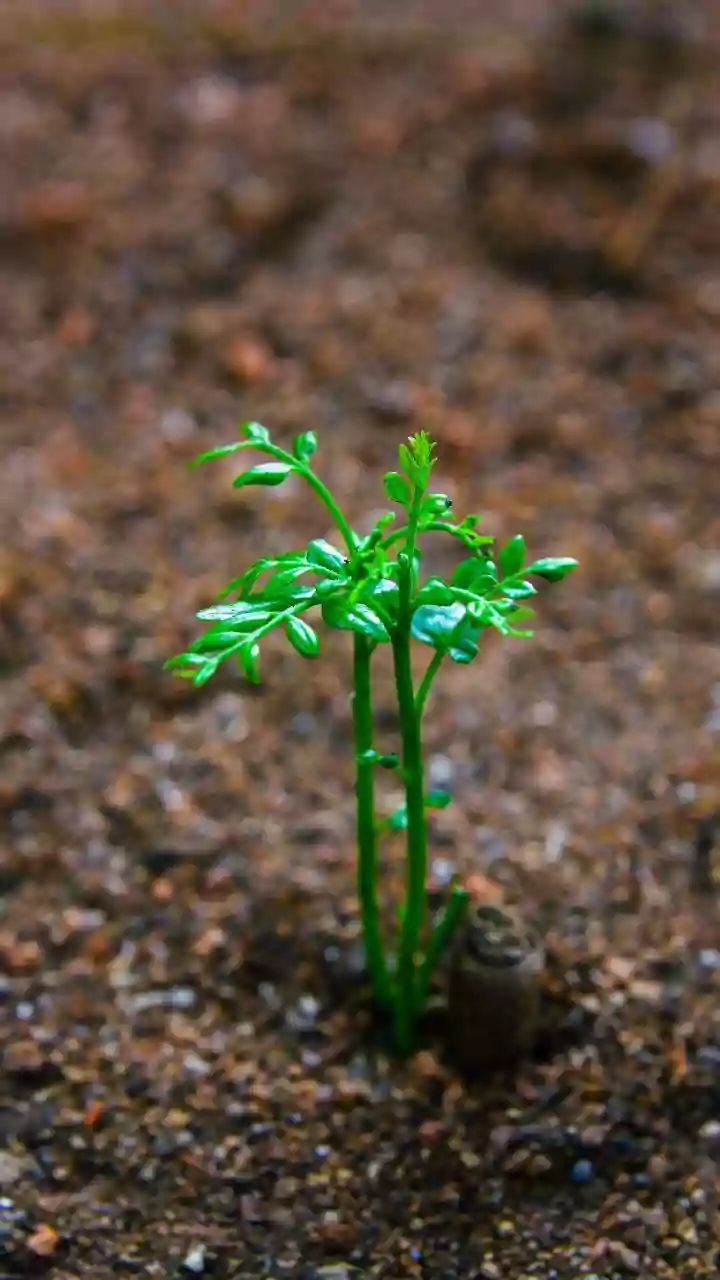 A Growth Spurt Is the Right Time to Recheck Plant Spacing