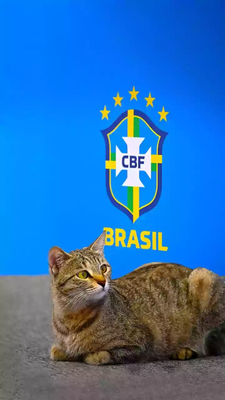 Gato vidente que acertou placar do Brasil na Copa faz nova previsão