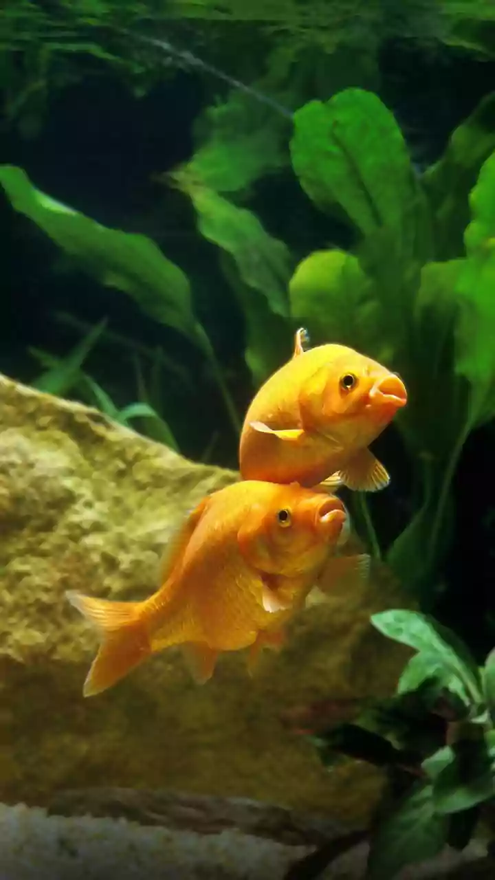 Pisces Horoscope Today, December 24, 2025