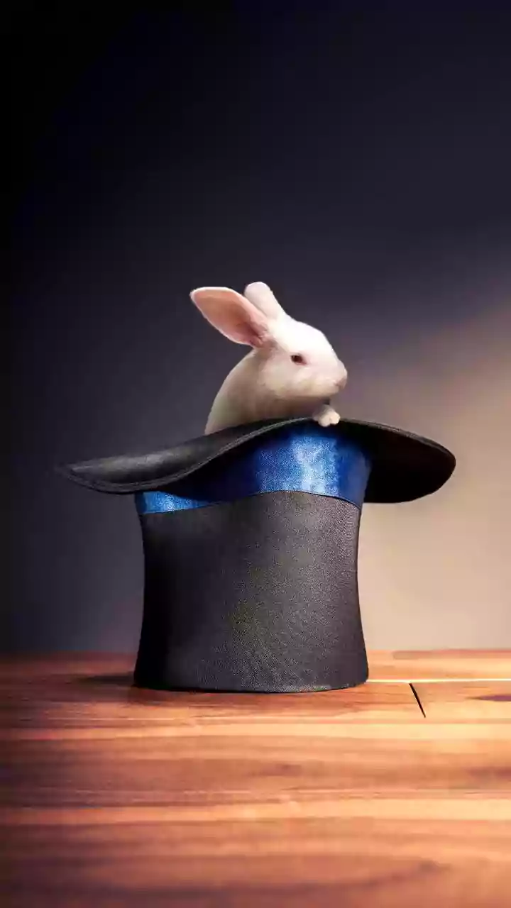 Rabbit Homes Are The Cutest International Pet Trend