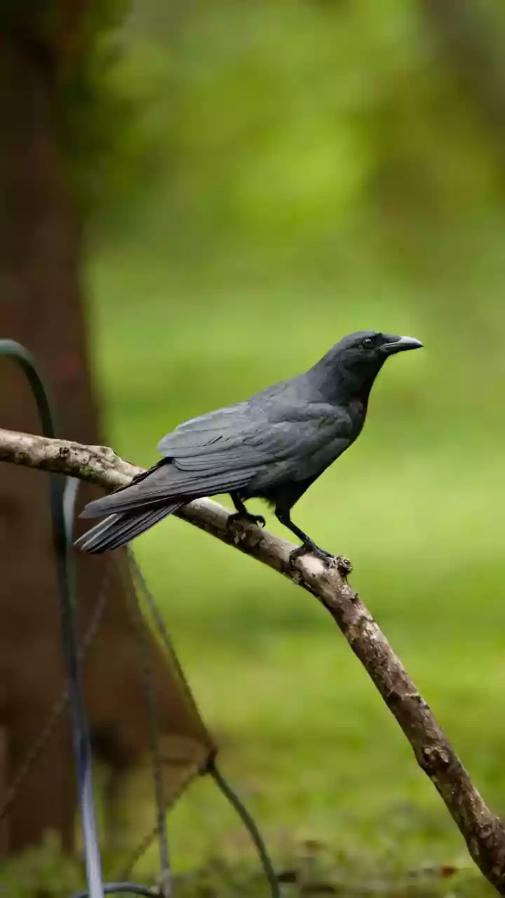 Bird flu hits Chennai; over 1,000 crows dead