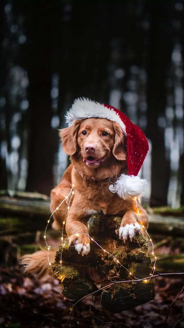 Santa’s four-legged helpers: How dogs can improve your Christmas cheer
