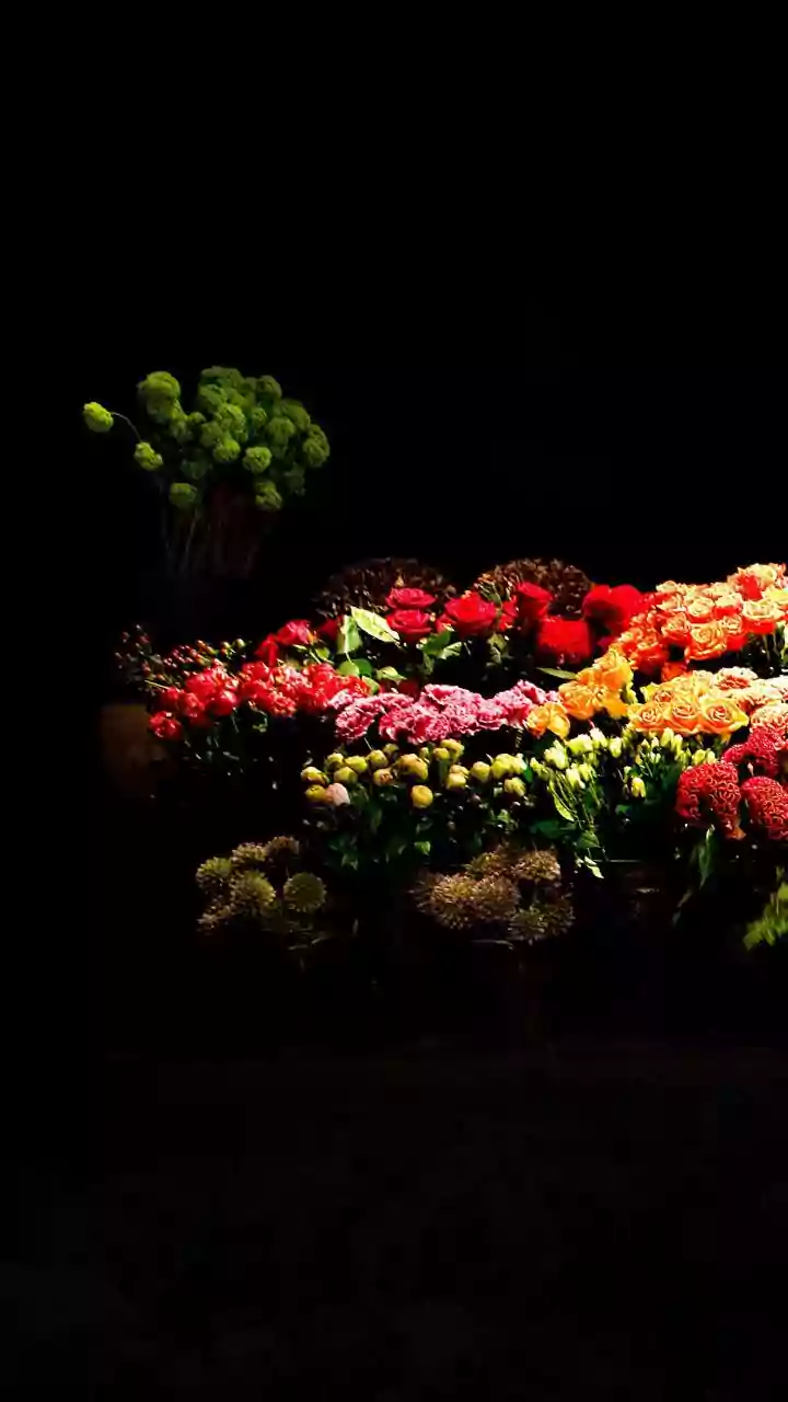 Flores que Florescem com Fama: 10 Espécies Batizadas em Homenagem a Ícones