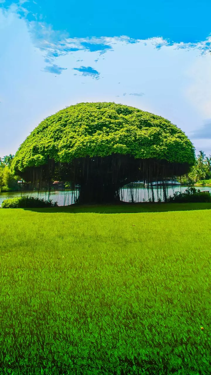 Residency exhibitions exploring nature-human relationship begin at Kochi Biennale