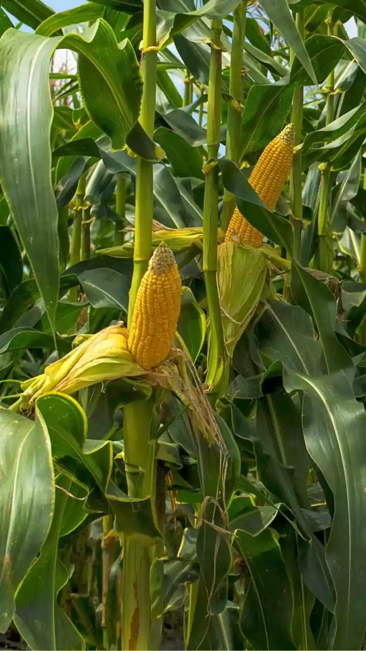 Kharif Crops And Monsoon Variability: Understanding The Risk