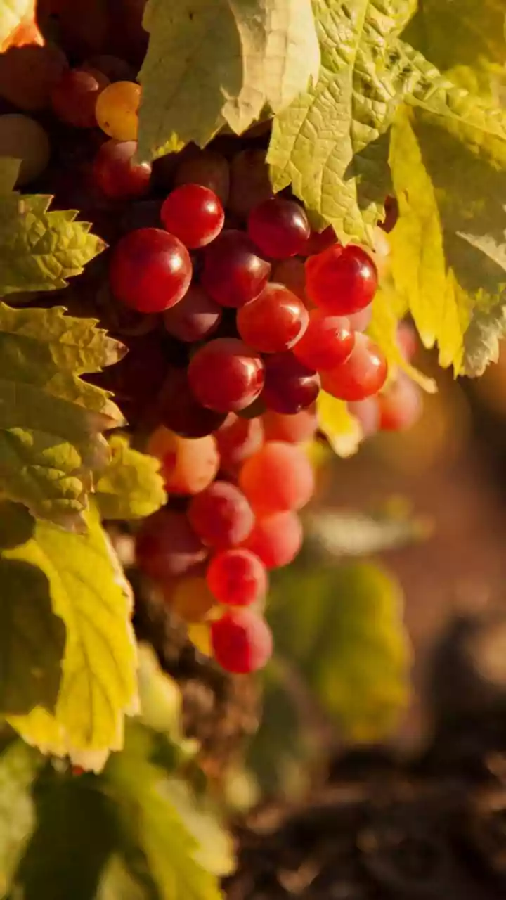 AI Drones Offer Early Disease Diagnostics For Small-Scale Nashik Grape Crops