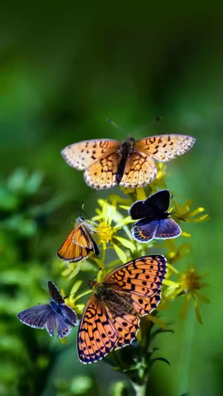 ZSI publishes India's 22-volume catalog listing 13,703 butterflies and moths