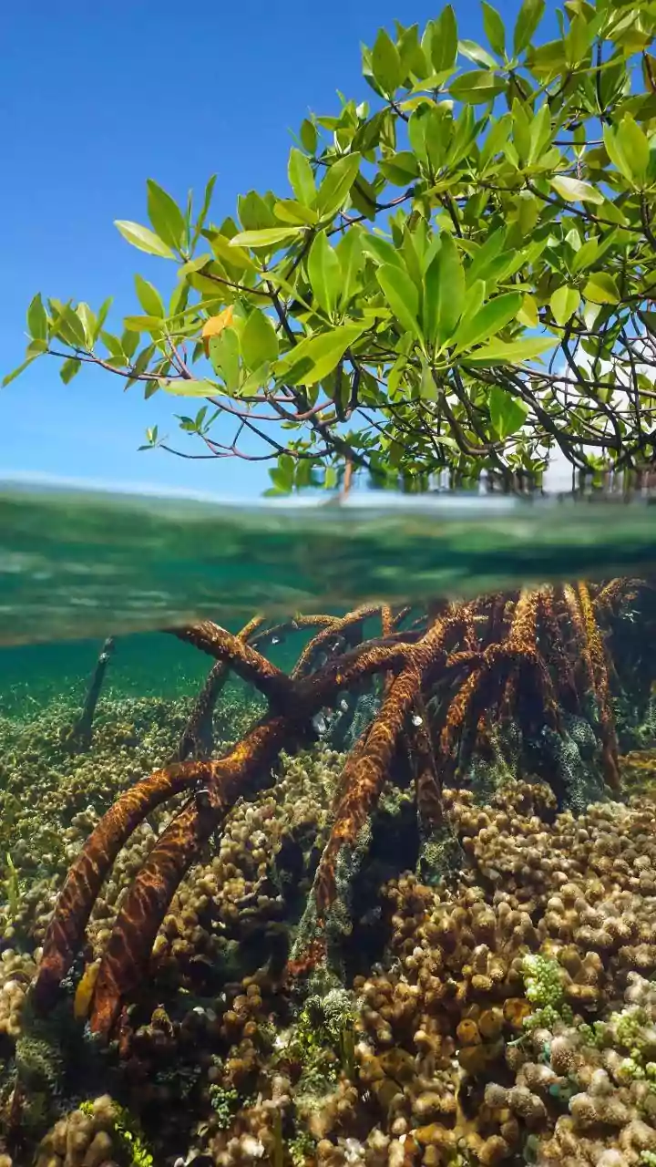 How Scientists Locate Climate Resilient Coral Stocks To Support Marine Habitat Restoration Projects