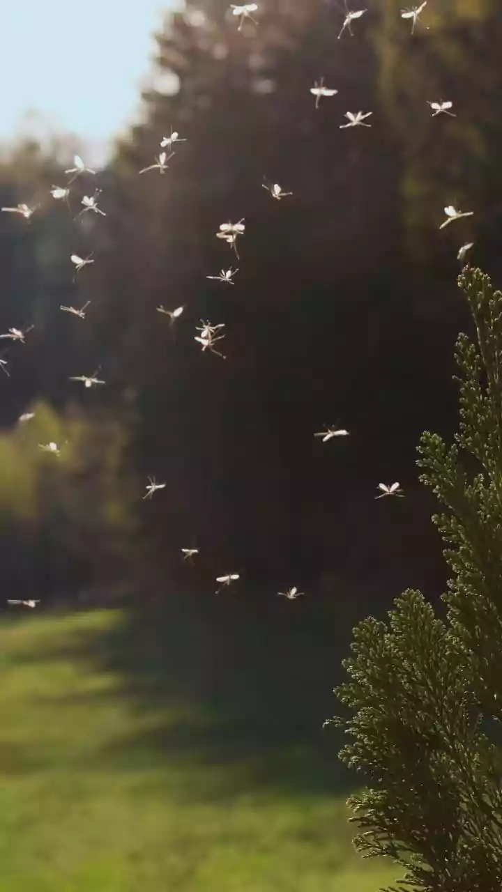 Banish Lawn Grubs Fast: Your Complete Guide to a Grub-Free Yard