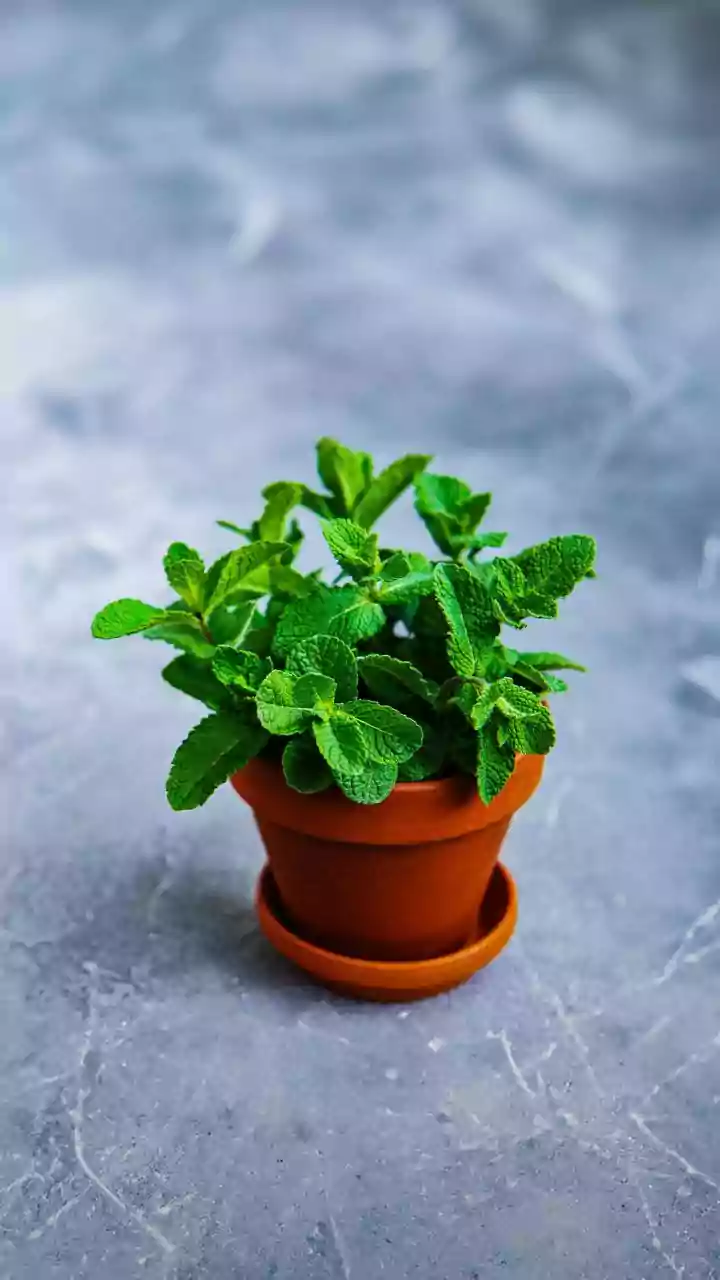 Urban Gardening Is Getting Simpler As Indian Home Cooks Grow Familiar Herbs In Pots