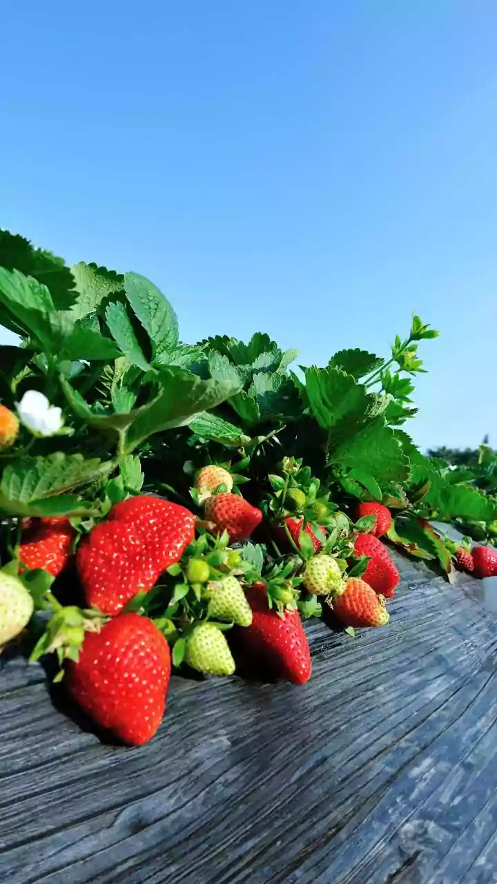 Boost Your Income: Strawberry Farming Guide for Indian Farmers