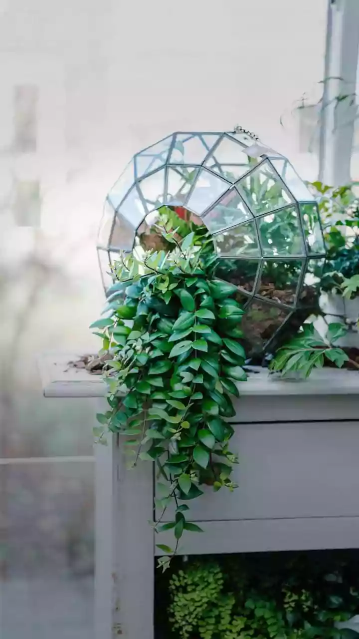 Keep Home Indoor Houseplants Alive Easily Using Simple Beginner Gardening Advice Today