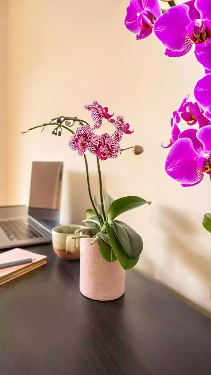 How Easy Desktop Plant Care Systems Keep Compact Work-From-Home Spaces Vibrant Beautiful And Stress-Free