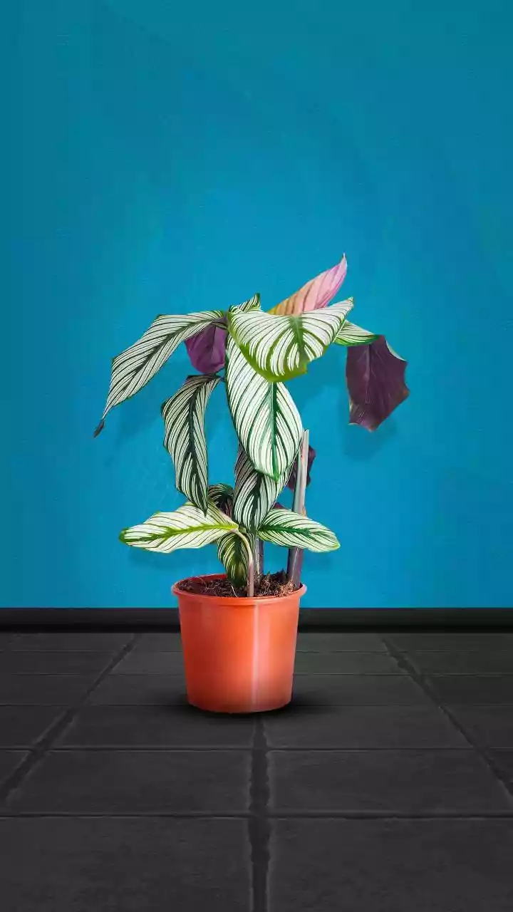 Research Finds Indoor Plants Offer Limited Air Cleaning Under Everyday Conditions