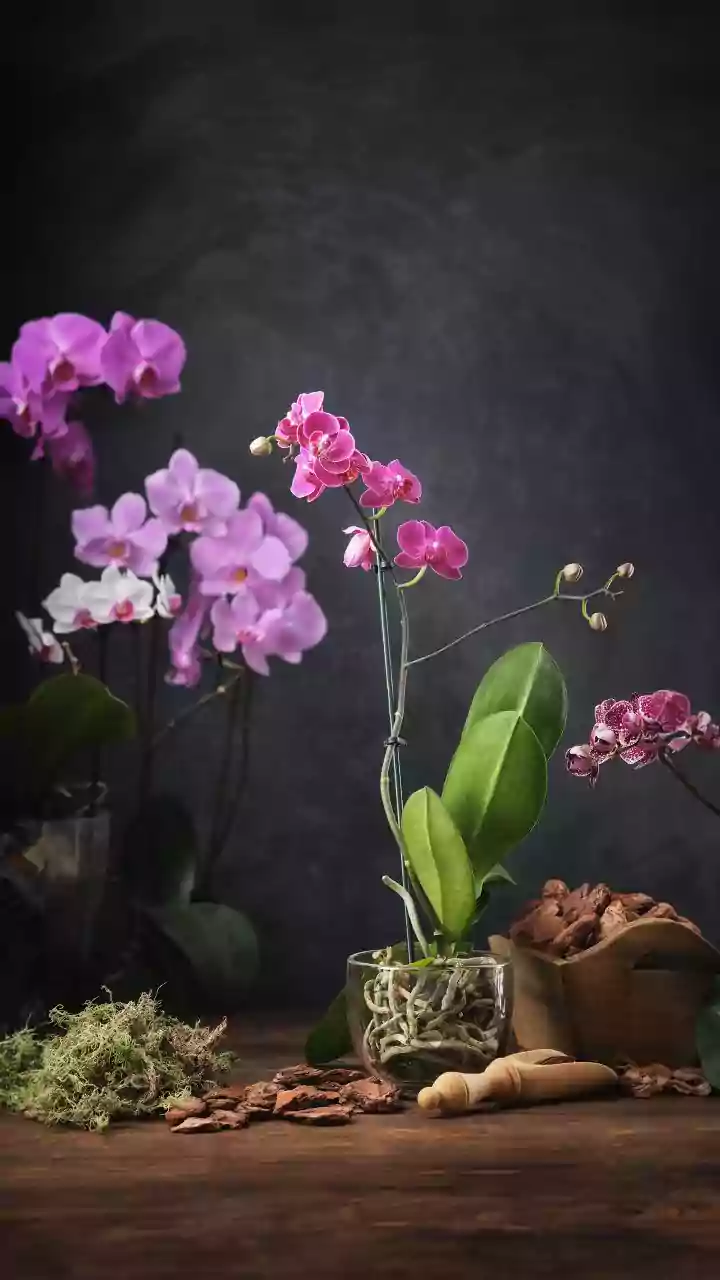 Conselhos importantes para famílias que cultivam orquídeas em casa