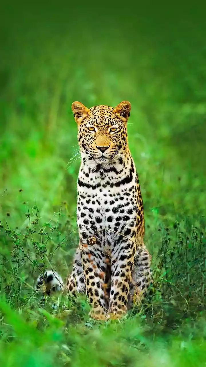 ‘Give Farmers Gun Licenses’: Heated Debate Erupts As MLAs Seek Tough Measures Against Leopards In Pune & Ahilyanagar Districts