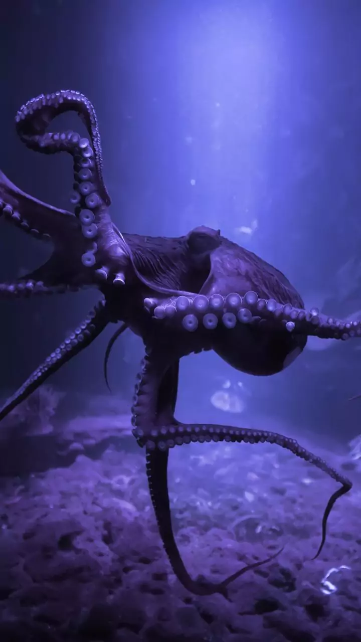 Descoberta de lula gigante revela um mundo oculto nas profundezas do oceano na costa da Austrália